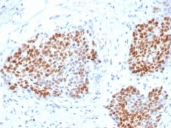 SOX9 Antibody (SOX9/3916R) - Azide and BSA Free, Novus Biologicals 100